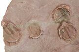 Cluster of Basseiarges & Austerops Trilobite - Jorf, Morocco #276182-2